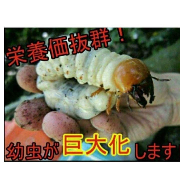 極上！ヒマラヤひらたけ菌糸ブロック【10個】初菌のみ使用！国産オオクワ85実績