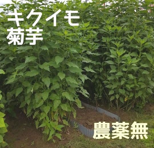 乾燥葉 乾燥野菜 ◎セミオーダーページ◎ ウサギ ハムスター リクガメ 他