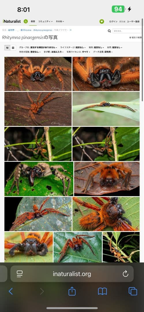 【標本】ラスティレッドハンツマン トゥルースパイダーマンティスムカデセンチピード